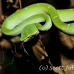 viper_green_tangkoko_h_0051_sul1224.jpg